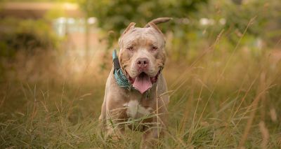 Scottish SPCA criticises calls for XL bully ban